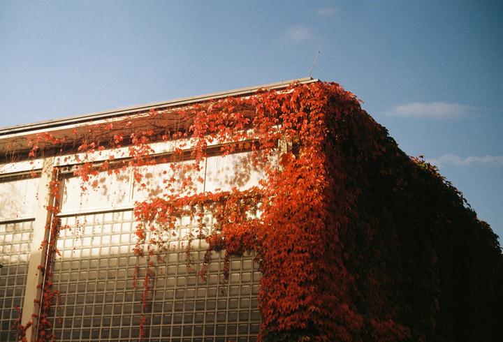 MINOLTA X300 - Kodak 200