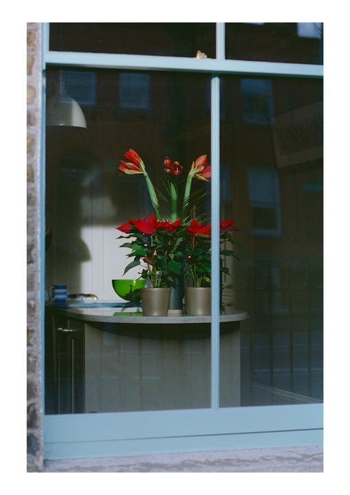 Fujifilm Venus 400 @400 exp date unknown / Canon 1n / Bellini C-41 kit 38°C 4min
