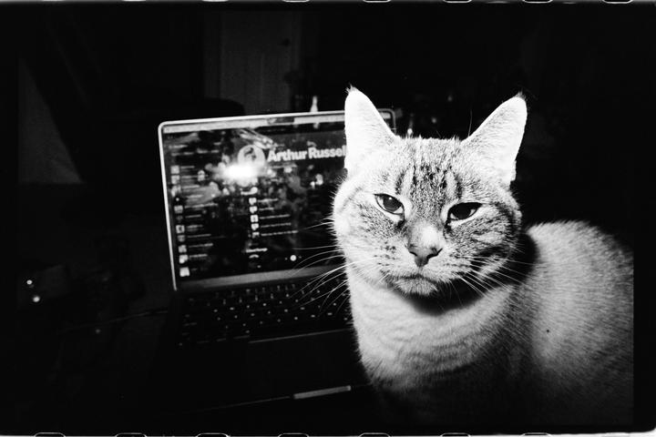 A cat sits in front of a laptop displaying "Arthur Russell" on its screen.