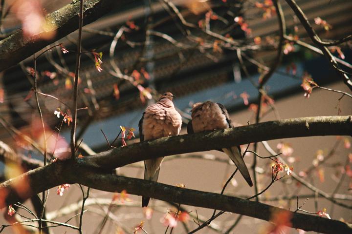 Apartment wildlife [Pentax Spotmatic & Pentax SV, 300mm f/6.8 & 50mm f/2, Fuji 400]