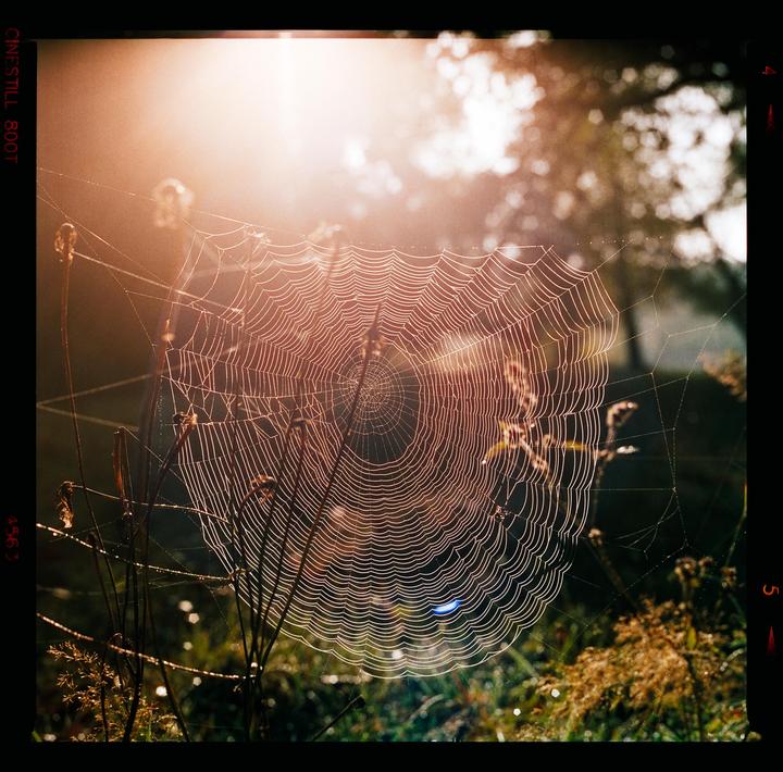 Caught in the morning light [Zenza Bronica SQ-A | 80mm f/2.8 | Cinestill 800T] (self-scanned)