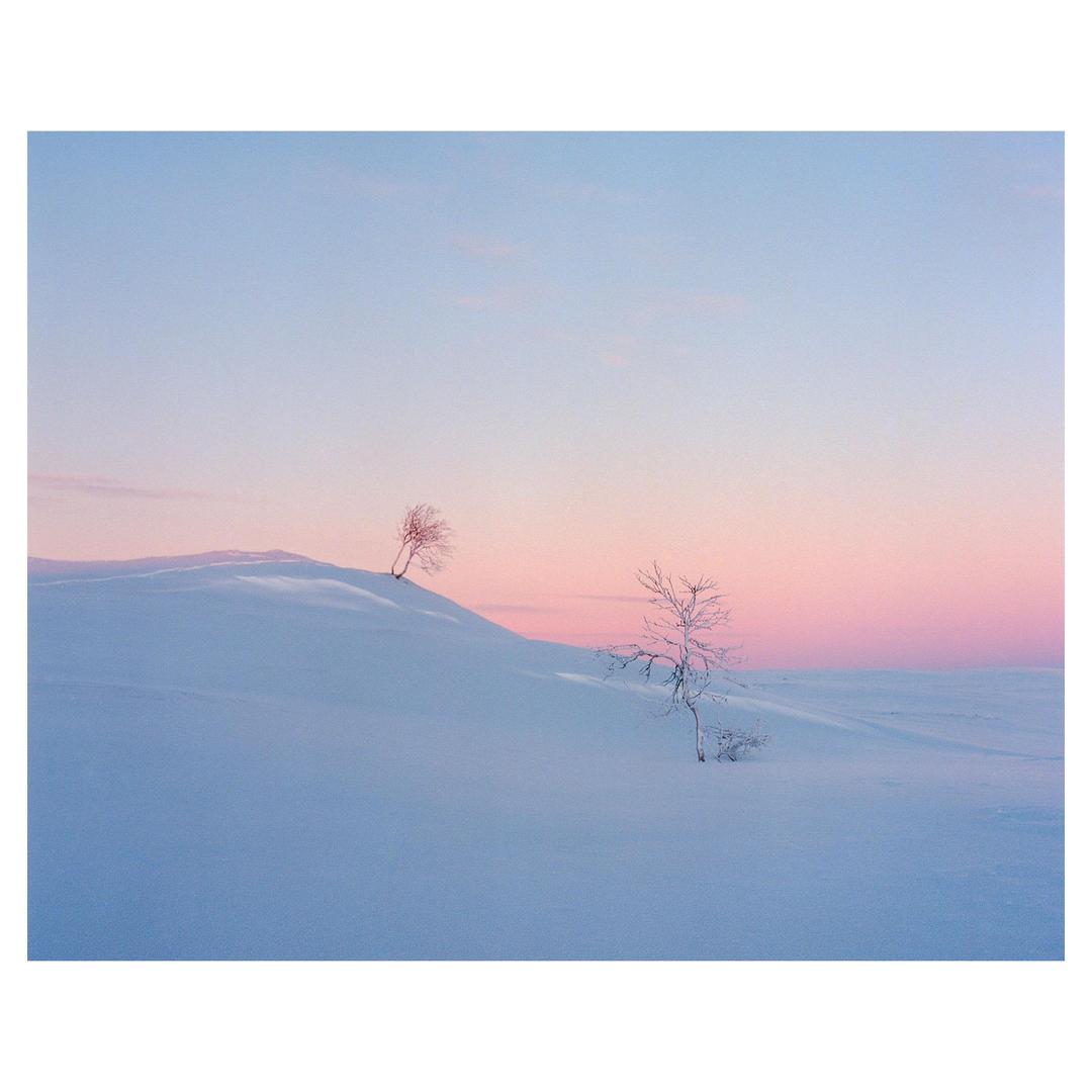 Birches — Mamiya 7, 80mm, Portra 400, shot on mamiya 7 with kodak portra 400