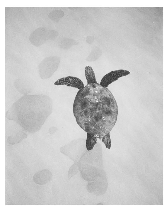 A sea turtle swims in clear water, viewed from above.