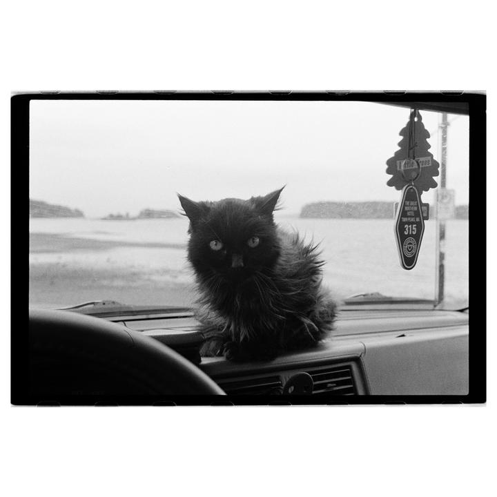 A fluffy black cat sits on the dashboard of a car, looking towards the viewer, with a body of water and land visible through the windshield.