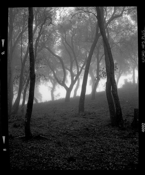 A forest of trees with gnarled branches stands on a hillside in the fog.