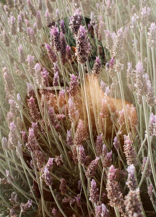 Lady in lavender- Self Portrait. Pentax LX/43mm/Kodak Max 400
