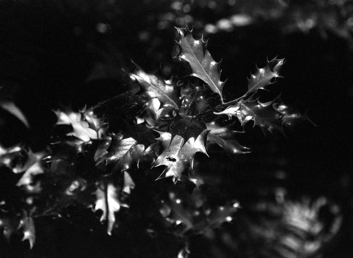 A close-up, black and white shot shows holly leaves with a spiderweb on them.