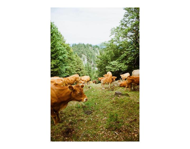 Went to Slovenia to make some new friends (Kodak ProImage 100)
