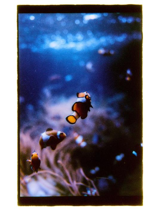 P400 pushed to 1600 on a Nikon FM2 with a Voigt 40mm at London aquarium