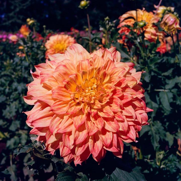 Marigold | Hasselblad 500cm + 80mm + macro lens filter + Portra 400