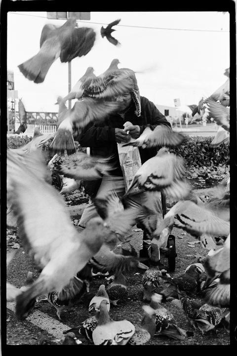 Lost in the birds // Nikon FM2 + Kodak Double-X