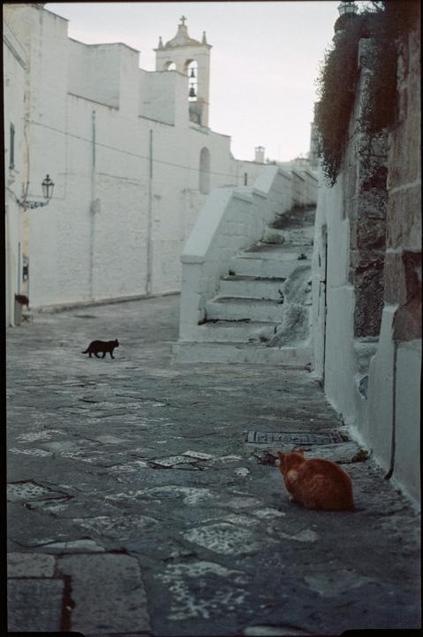 Gatti di strada [Minolta X-500, MD 50mm f/1.7, expired Agfa CT Precisa 100]