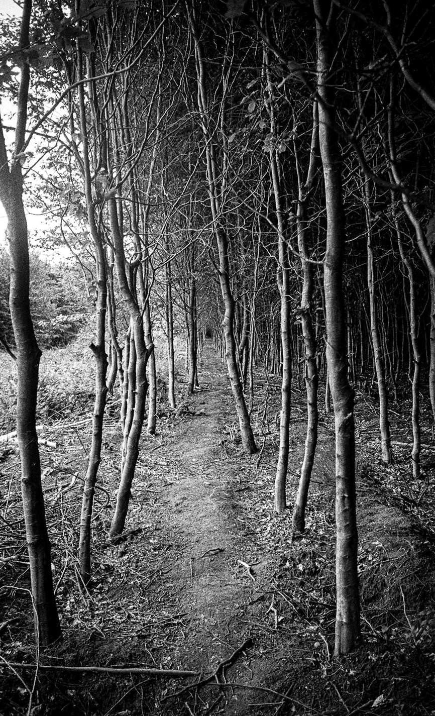 A narrow path leads through a dense forest of tall, slender trees with bare branches.