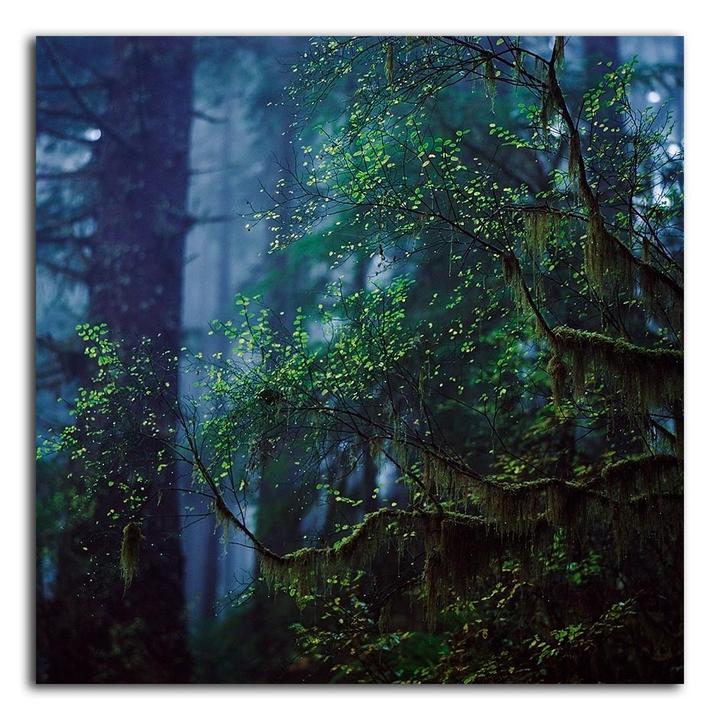 Moodiness and Moss [Hasselblad 500C/M | 150mm Sonnar f/4 | Velvia 50]