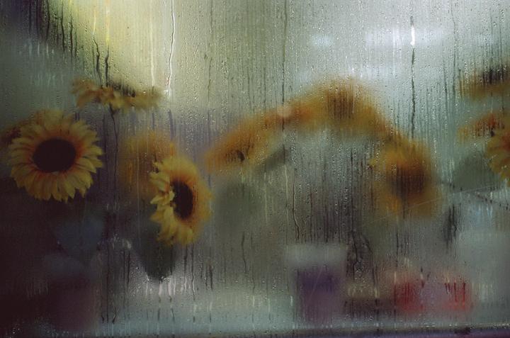 February Sunflowers [Pentax K1000, 50mm, Ektachrome E100]