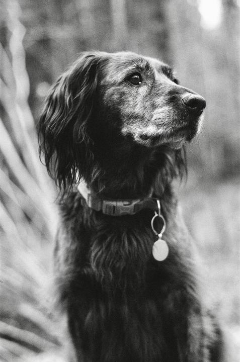 Portrait of Nemo (Pentax K1000, 50mm, HP5)