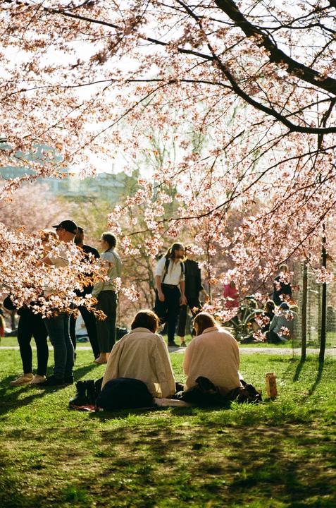 My first roll of Fuji C200. Saw reviews saying that it can have a very ”pink look”. In the end all other colors are stunning exept the pink cherry blossoms