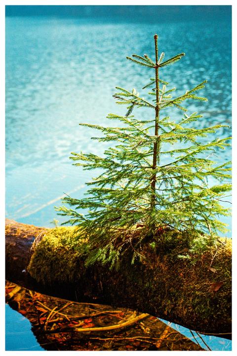 Brave little tree growing on a dead tree that fell into the river (Nikon F100, UltraMax 400, 60mm Nikkor (?))