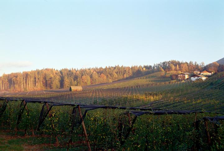 Orchars in November | Gold 200 | Minolta XD5 |