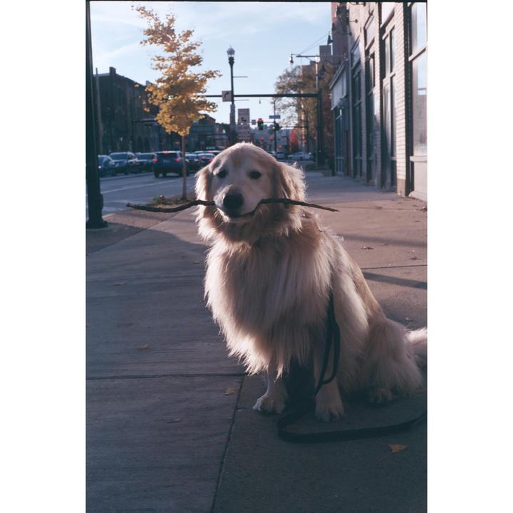 Henry // Yashica Electro 35 // Fujifilm Superia XTRA 400 // 45 mm