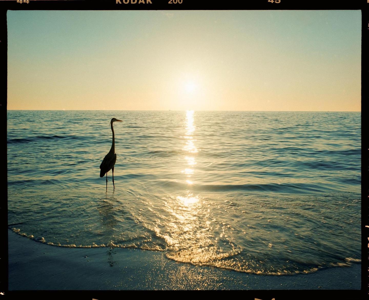 image 36935 by trappercarter