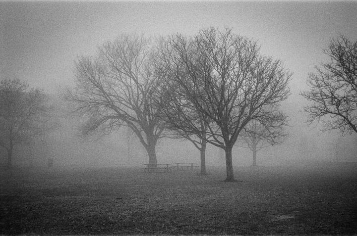 A field with several bare trees and picnic tables is shrouded in thick fog.