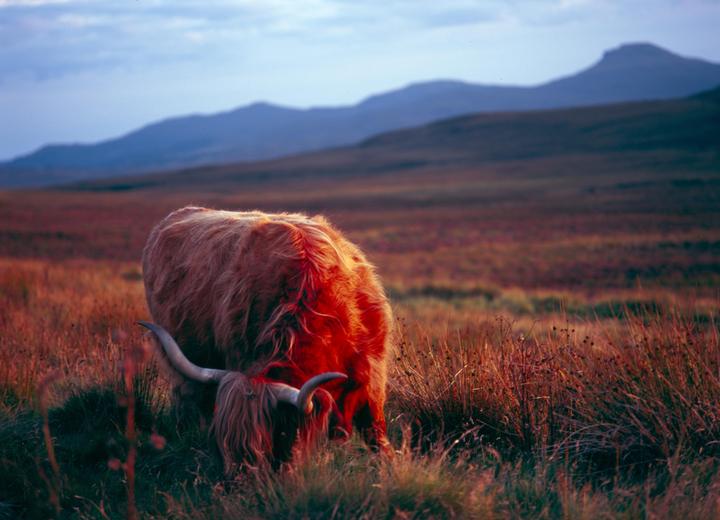 Highland cattle | Bronica Gs-1 | Velvia 100