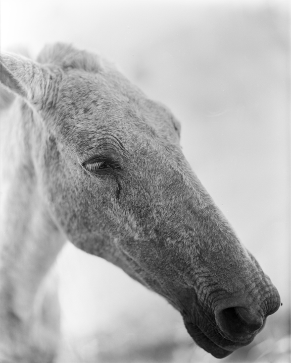 A close-up, black and white portrait shows the head of a horse with its eye partially closed.