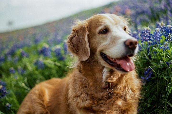 Spring in Texas: Canon AE-1, 50mm f 1.8, Gold 200