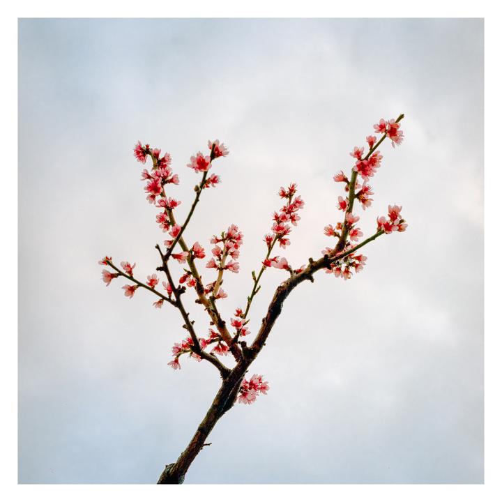 A branch with pink blossoms extends diagonally across a light sky.