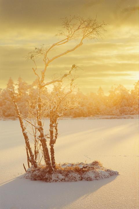 Serene winter mornings [Olympus OM-4ti | Zuiko 100/2.8 + 35/2.8 | Kodak Vision3 200T + 85C (ECN-2 by Silbersalz)]