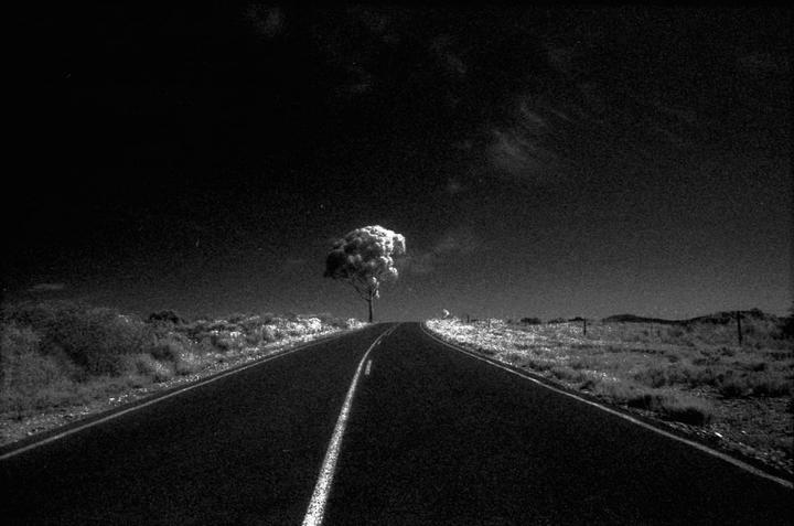A single tree with bright foliage stands at the end of a long, dark road under a dark sky.