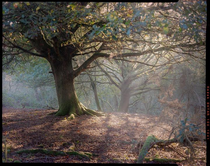 October, Chamonix 45n-1, 210mm 5.6, Kodak Ektar