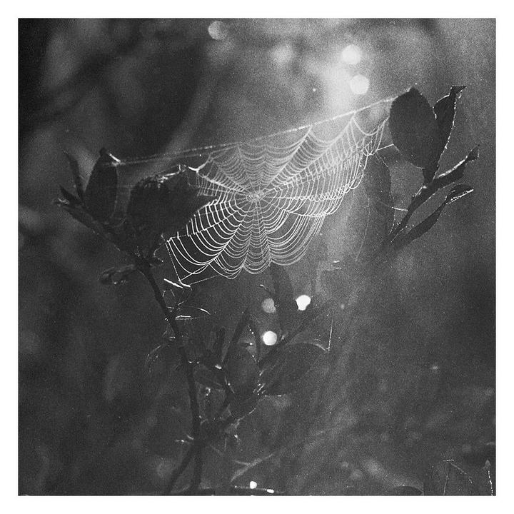 Dew [Hasselblad 500cm, Sonnar 150mm, XP2]