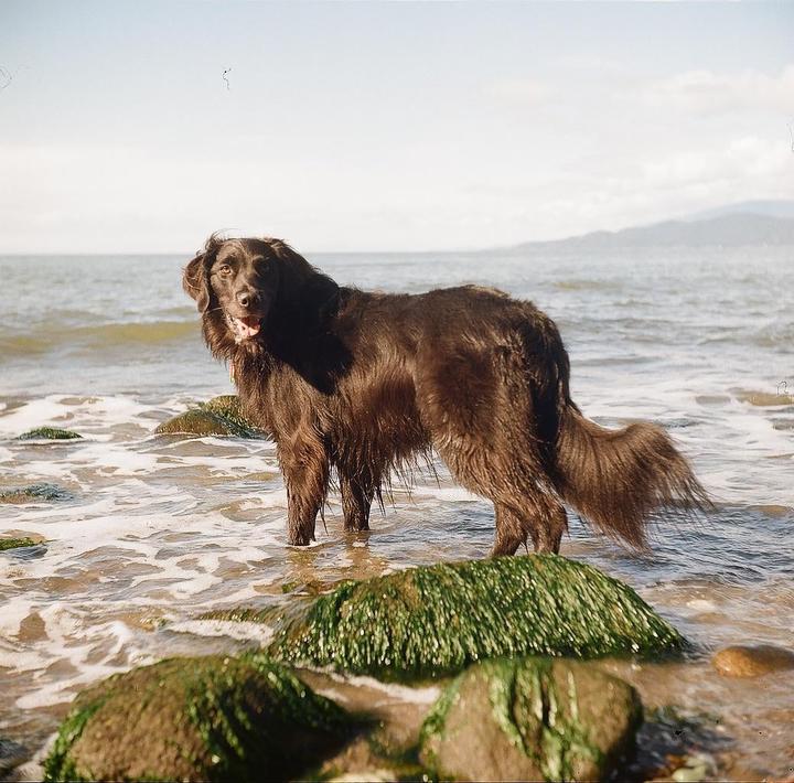 Dogs on medium format