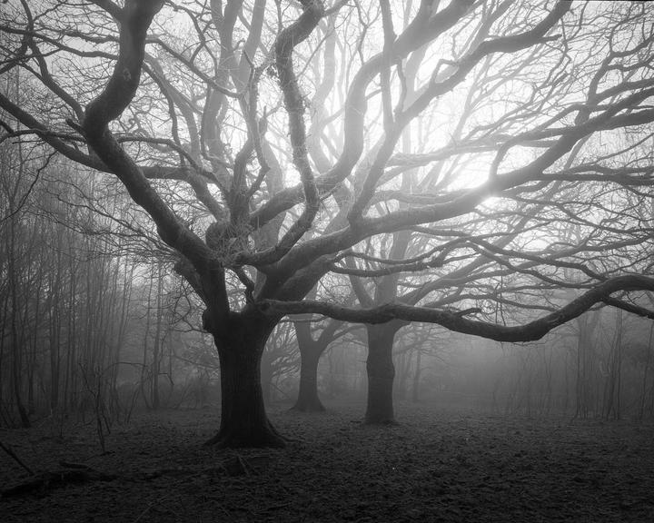 A forest of bare trees is shrouded in fog, with light breaking through the mist in the distance.