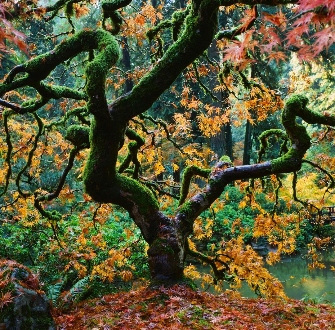 image 36080 by smartfuse