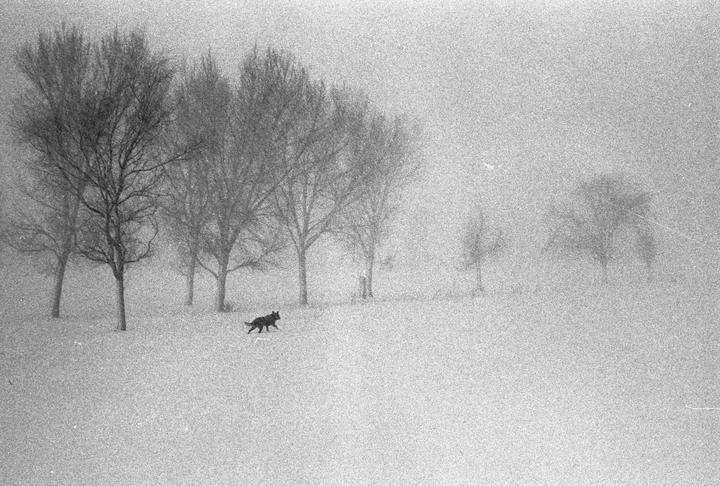 Dog in a blizzard. Minolta SRT 202/Rokkor 50mm f1.7/Kentmere 400