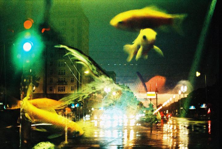 Nightfish // Nikon F2, 50mm 1.2, Ektachrome 100 xpro
