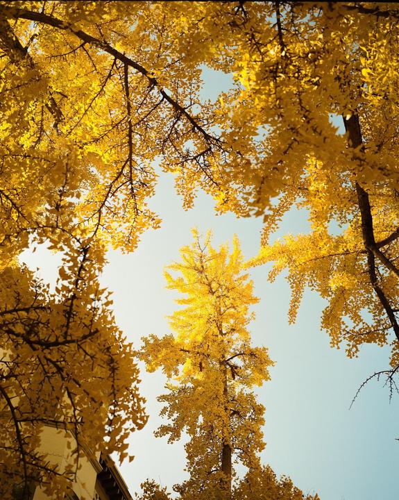 A low-angle view shows bright yellow ginkgo leaves against a clear sky.