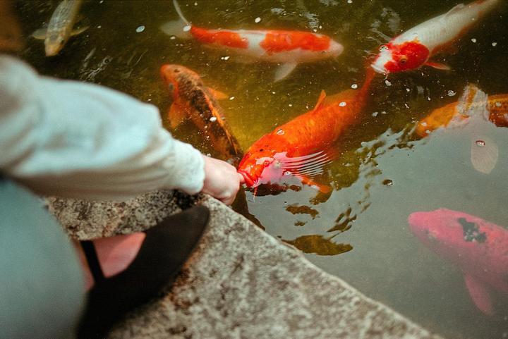 Koi Fish (Canon EOS-1n, 35mm f2.0, Gold 200)