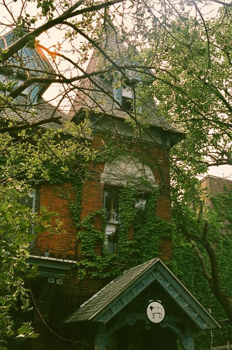 Overgrowth [Minolta X-700 // 50mm f/1.4 // Portra 400]