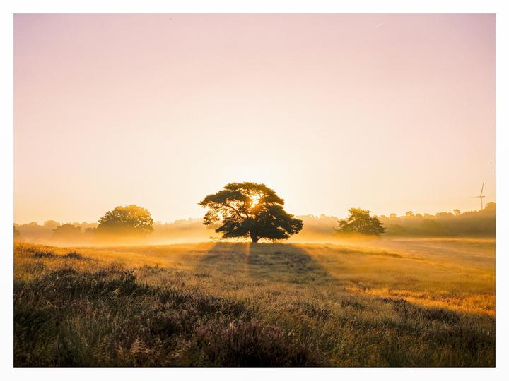 Mamiya 7 - Fuji Pro400H