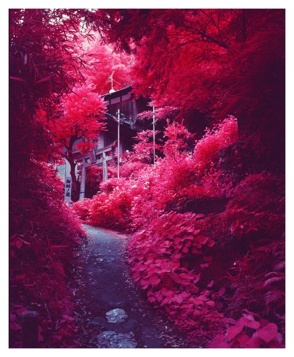 Kyoto - Mamiya 7ii, 80mm, Aerochrome