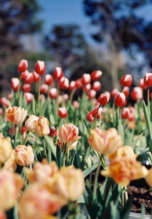 Spring is coming [Fuji GW690III]