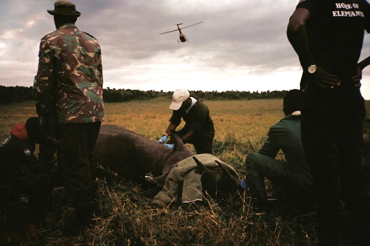 A team of men treats a black rhino on the ground in a grassy field while a helicopter flies overhead.
