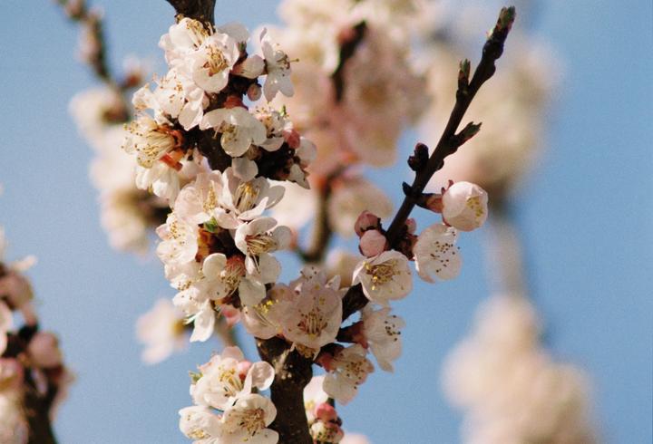 Blossoms ‘n Spring (Canon A1, FD 300mm f 4, Kodak Gold 200)