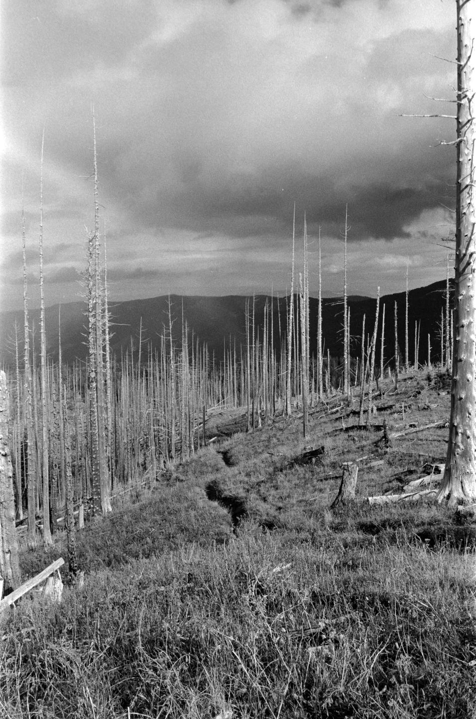 image 36192 by Larix-24