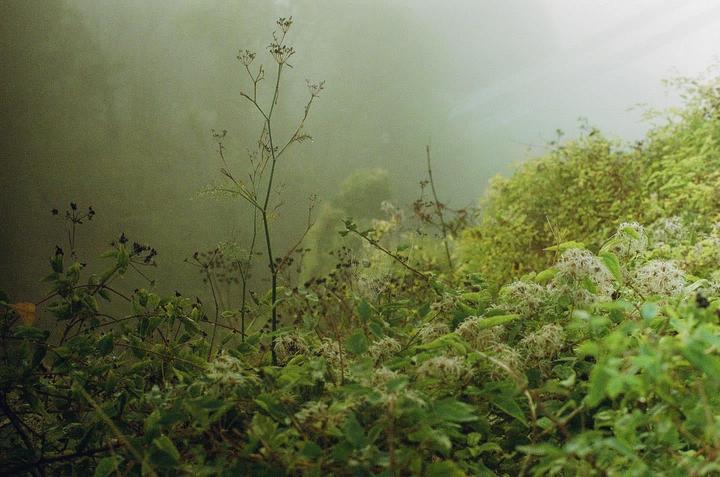 A variety of plants and foliage are visible in a hazy, foggy landscape.