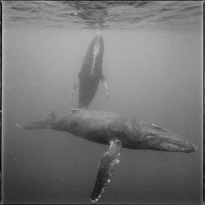 Hasselblad SWC/M - Zeiss Biogon 38mm - Kodak T-Max 400
